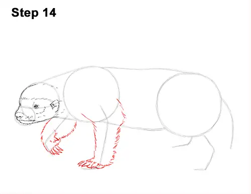 Draw Honey Badger 14