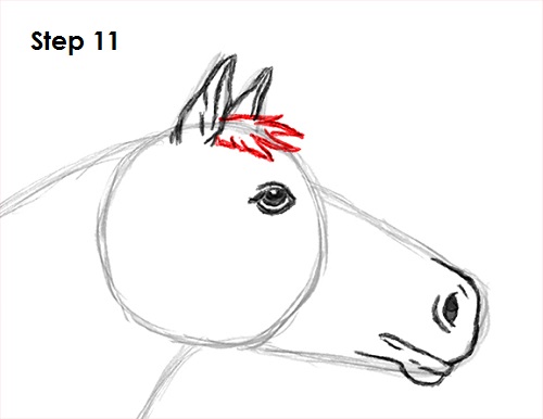 How to Draw a Horse VIDEO & Step-by-Step Pictures