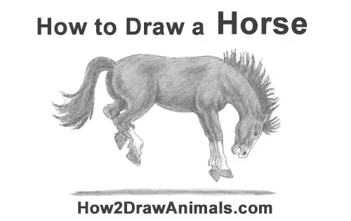 How to Draw a Horse Bronco Bucking Jumping