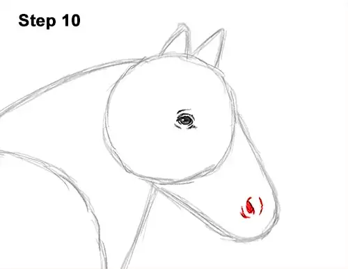 كيفية رسم حصان غجري فانر ايرش كوب 10