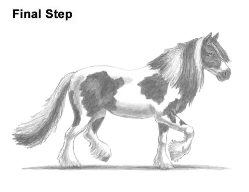 How to Draw a Horse Gypsy Vanner Irish Cob