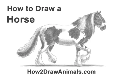 How to Draw a Horse Gypsy Vanner Irish Cob