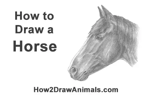 How to Draw Horse Head Face Profile Portrait