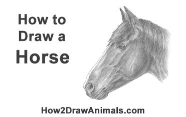 horse head side profile drawing