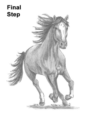 horse front view drawing