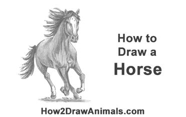 How to Draw a Horse Running (Front View) VIDEO & Step-by-Step Pictures