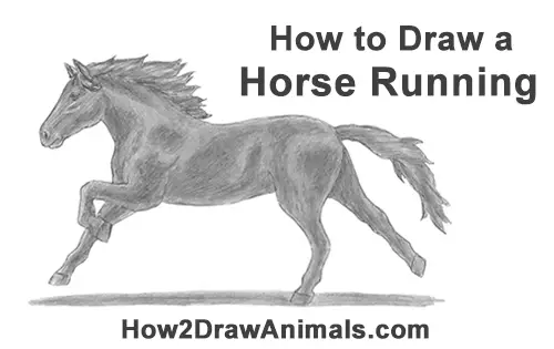 How to Draw a Horse Running (Front View) VIDEO & Step-by-Step Pictures