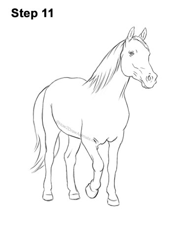 How to Draw a Horse Three Quarter Front View Walking 11