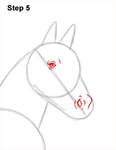 How to Draw a Horse Three Quarter Front View Walking 5