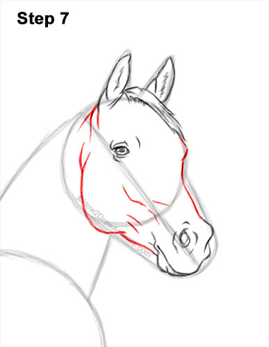 How to Draw a Horse Three Quarter Front View Walking 7