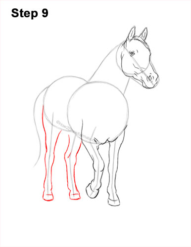 How to Draw a Horse Three Quarter Front View Walking 9