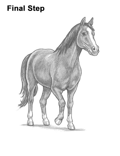 How to Draw a Horse Three Quarter Front View Walking