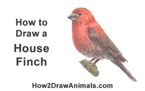 How to Draw Red House Finch Bird Color