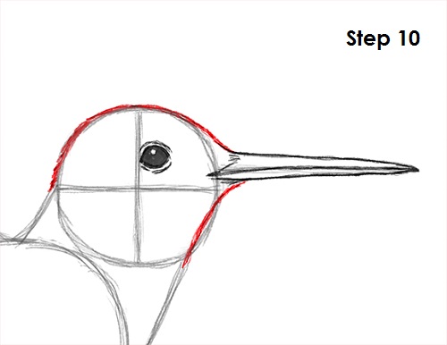 Draw Hummingbird 10