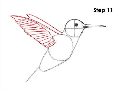 Draw Hummingbird 11