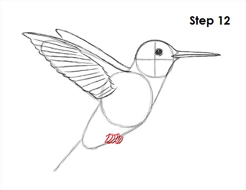 Draw Hummingbird 12