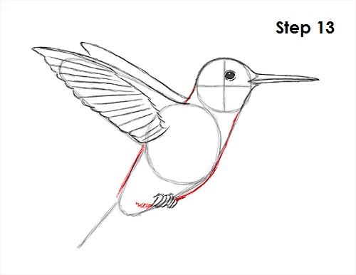 Draw Hummingbird 13