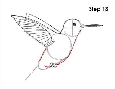 how to draw a hummingbird step by step