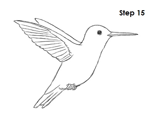 Learn How to Draw a Hummingbird Birds Step by Step  Drawing Tutorials