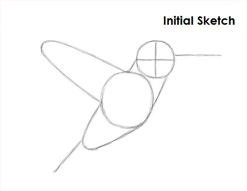 Draw Hummingbird Sketch