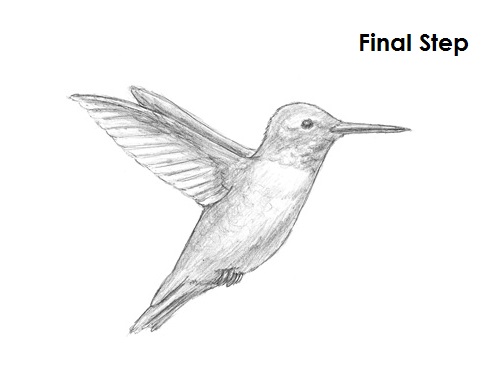 Draw Hummingbird Final