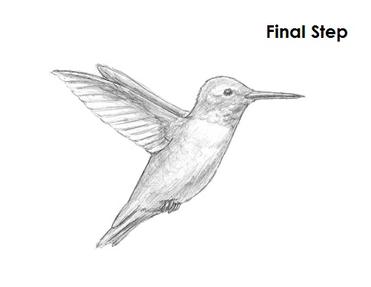 how to draw a hummingbird step by step