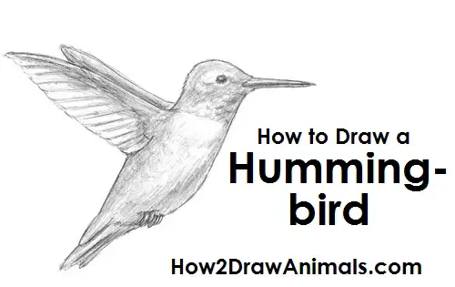 How to Draw a Ruby-Throated Hummingbird Bird Flying Side View