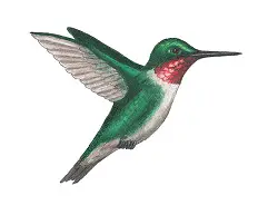 How to Draw a Ruby-Throated Hummingbird Bird Flying Side View Color