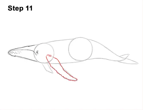 How to Draw Humpback Whale Side 11