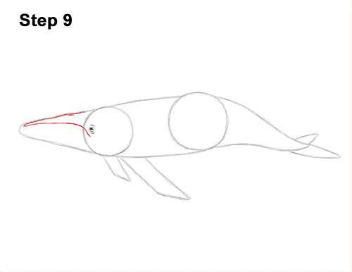 How to Draw Humpback Whale Side 9