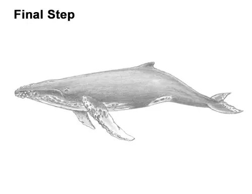 How to Draw Humpback Whale Side