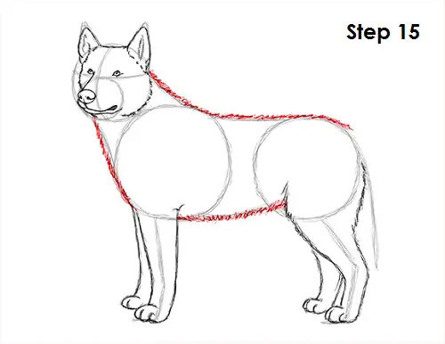 How to Draw a Dog (Husky) VIDEO & Step-by-Step Pictures