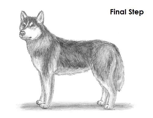 Draw Husky Final