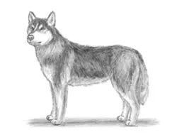 How to Draw a Husky Dog