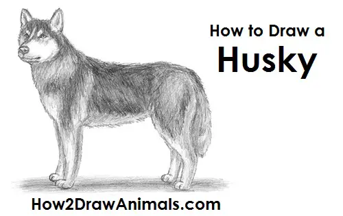 How to Draw a Siberian Husky Dog Side View