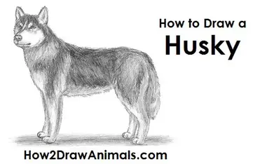 How To Draw A Dog Husky Video Step By Step Pictures