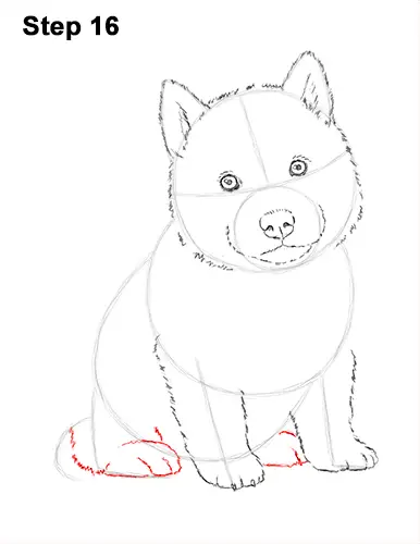 Draw Husky Puppy Dog 16
