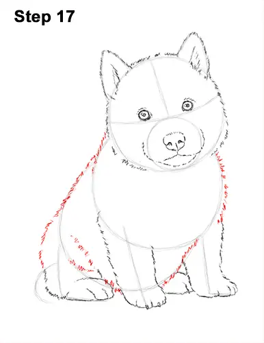 Draw Husky Puppy Dog 17