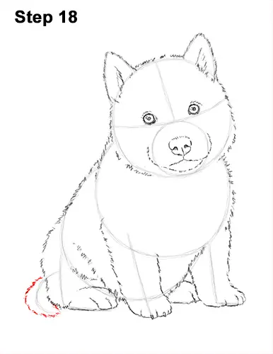 Draw Husky Puppy Dog 18