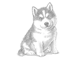 How to Draw a Siberian Husky Puppy Dog