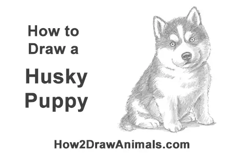 How to Draw a Husky Puppy Dog