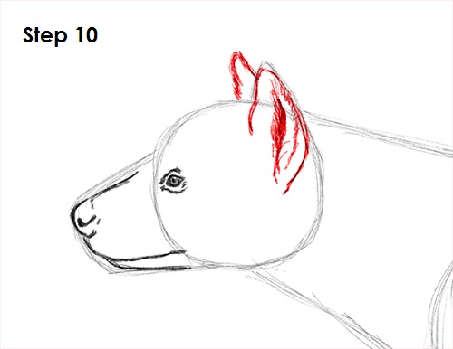 Draw Hyena 10