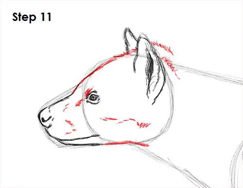 Draw Hyena 11