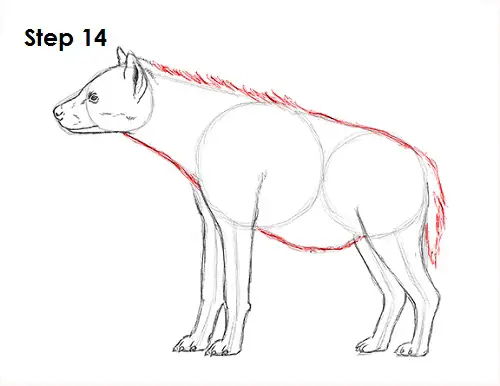 Draw Hyena 14