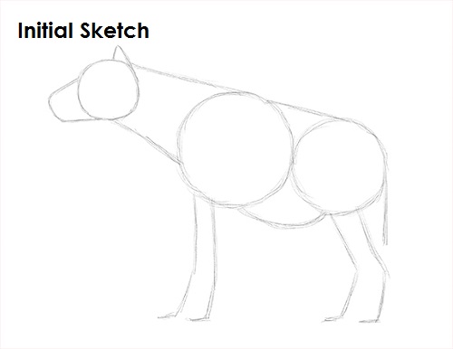 Draw Hyena Sketch