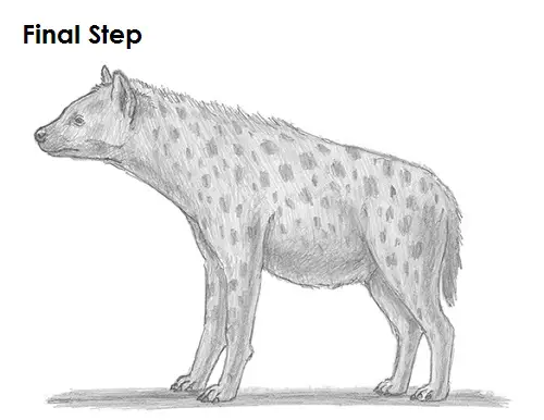Draw Hyena Last