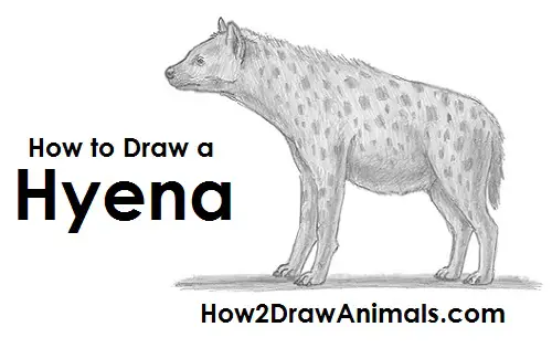 Spotted hyena sketch  Weasyl