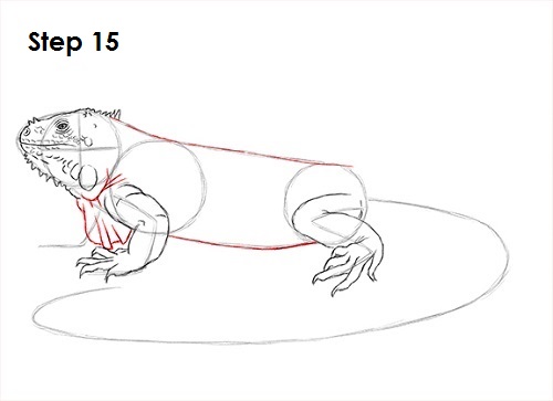 Draw Iguana 15
