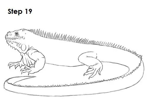 Draw Iguana 19