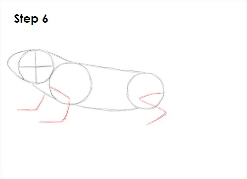 Draw Iguana 6